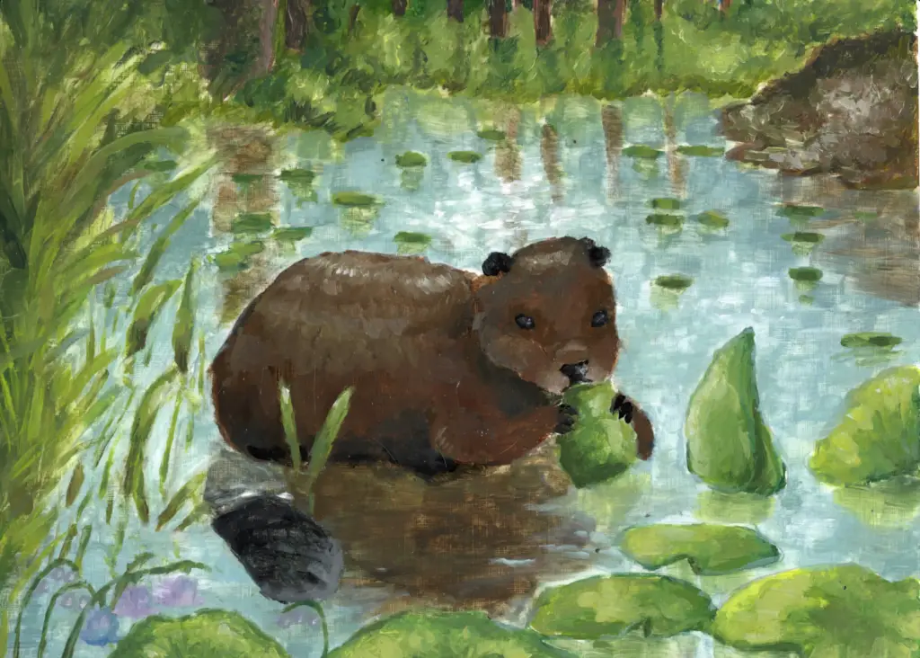 Gemaltes Bild eines Bibers im Teich mit Seerosen.